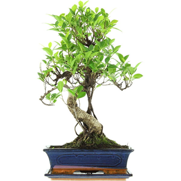 Banyanfeige, Bonsai, 12 Jahre, 54cm