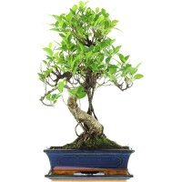 Ficus, Bonsai, 12 ans, 54cm