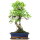 Ficus, Fig tree, Bonsai, 12 years, 54cm