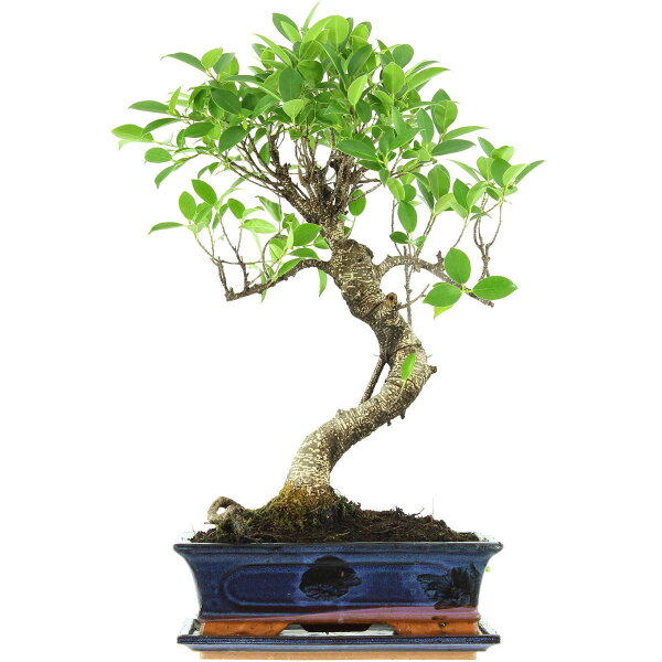 Ficus, Bonsai, 12 letnie, 55cm