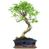 Ficus, Fig tree, Bonsai, 12 years, 55cm