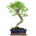 Ficus, Bonsai, 12 letnie, 55cm