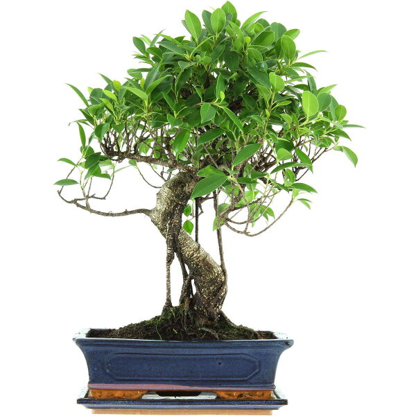 Banyanfeige, Bonsai, 12 Jahre, 53cm