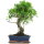 Ficus, Fig tree, Bonsai, 12 years, 53cm