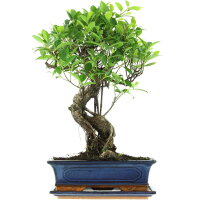 Ficus, Fig tree, Bonsai, 12 years, 51cm