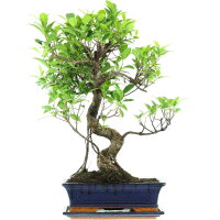 Ficus, Higuera de Banyan, Bonsai, 12 años, 58cm