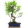 Ficus, Fig tree, Bonsai, 12 years, 58cm