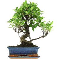 Ficus, Higuera de Banyan, Bonsai, 12 a&ntilde;os, 49cm