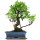 Fico, Ficus, Bonsai, 12 anni, 49cm