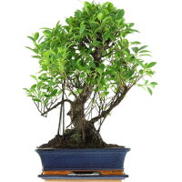 Banyanfeige, Bonsai, 12 Jahre, 56cm