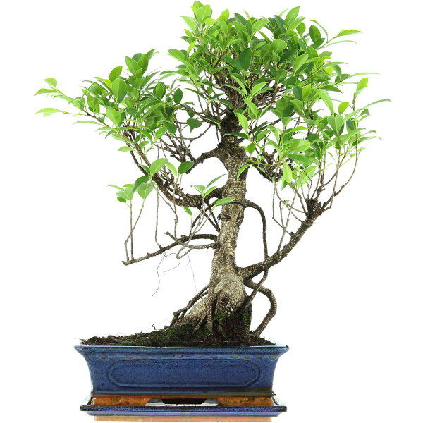 Ficus, Bonsai, 12 ans, 57cm