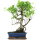 Ficus, Bonsai, 12 ans, 57cm