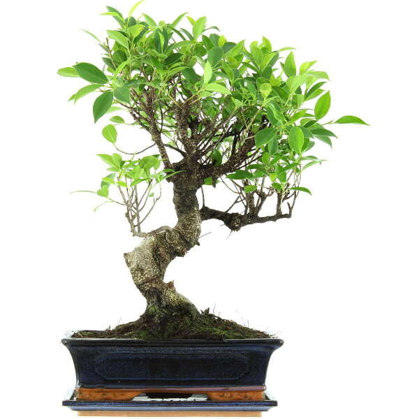 Ficus, Fig tree, Bonsai, 12 years, 50cm