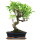 Fico, Ficus, Bonsai, 12 anni, 50cm