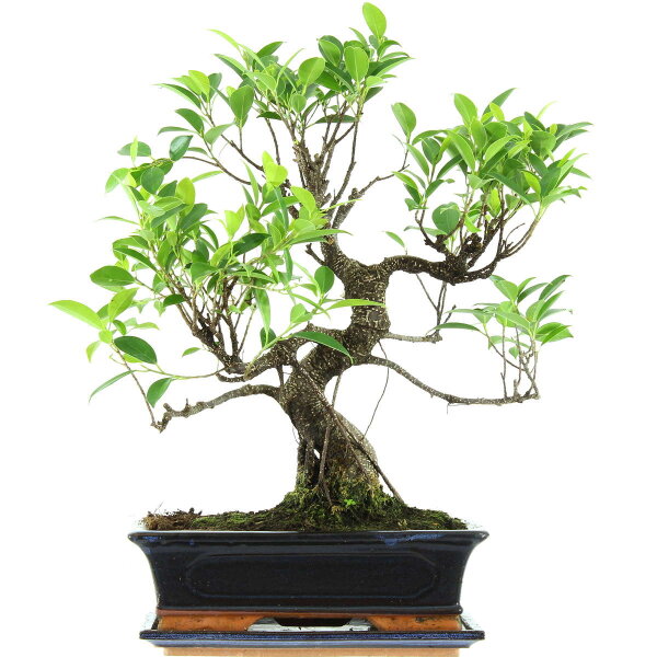 Ficus, Bonsai, 12 ans, 50cm