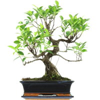 Ficus, Fig tree, Bonsai, 12 years, 50cm