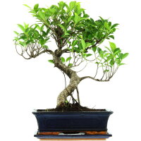 Ficus, Bonsai, 12 letnie, 48cm