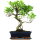 Ficus, Fig tree, Bonsai, 12 years, 48cm