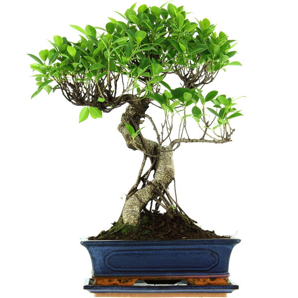 Ficus, Fig tree, Bonsai, 12 years, 51cm