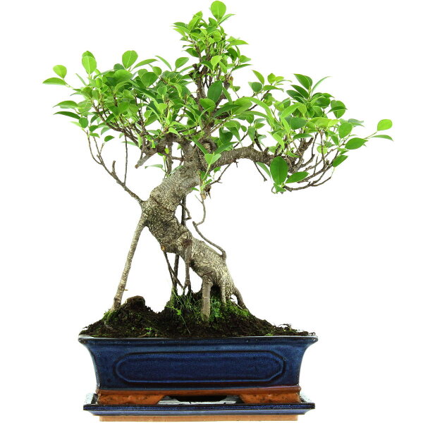 Banyanfeige, Bonsai, 12 Jahre, 49cm