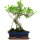 Ficus, Bonsai, 12 ans, 49cm