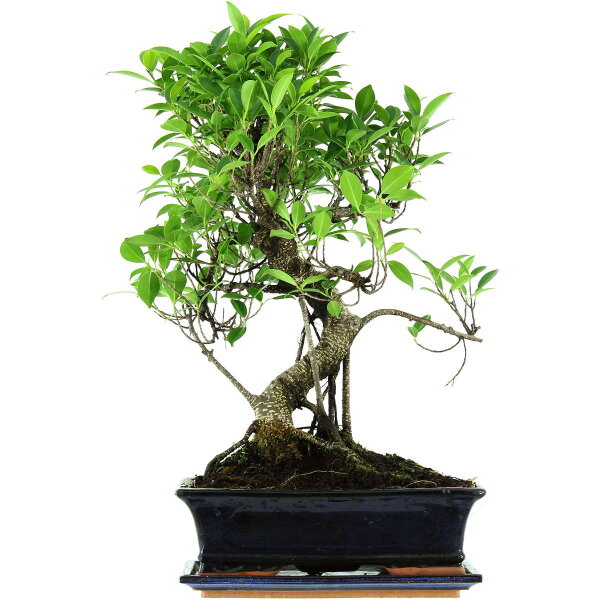 Banyanfeige, Bonsai, 12 Jahre, 54cm