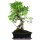 Ficus, Bonsai, 12 letnie, 54cm