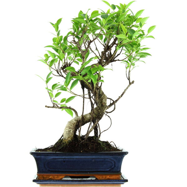 Ficus, Bonsai, 12 letnie, 52cm