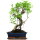 Ficus, Fig tree, Bonsai, 12 years, 52cm