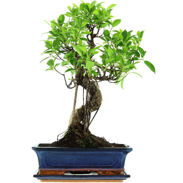 Ficus, Bonsai, 12 letnie, 52cm