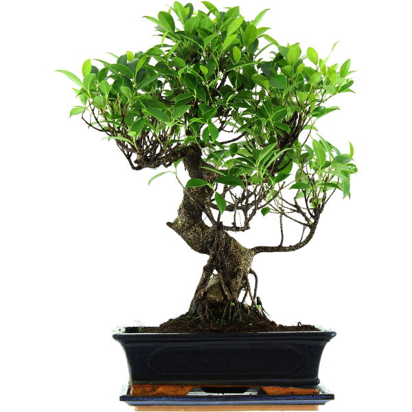 Ficus, Fig tree, Bonsai, 12 years, 51cm