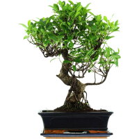 Ficus, Higuera de Banyan, Bonsai, 12 a&ntilde;os, 51cm