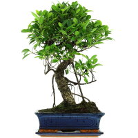 Banyanfeige, Bonsai, 12 Jahre, 58cm