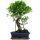 Ficus, Fig tree, Bonsai, 12 years, 58cm