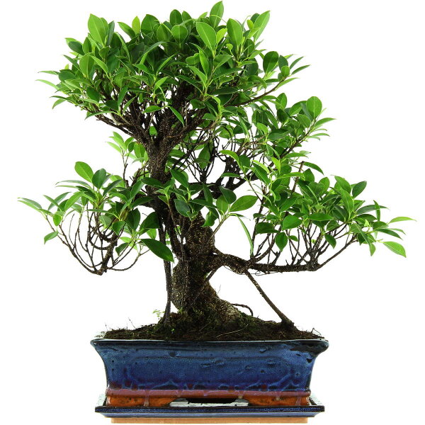 Fico, Ficus, Bonsai, 12 anni, 49cm