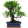 Ficus, Bonsai, 12 ans, 49cm