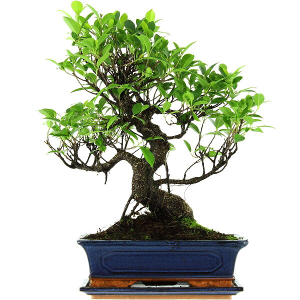 Banyanfeige, Bonsai, 12 Jahre, 52cm