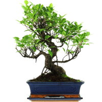 Ficus, Bonsai, 12 letnie, 52cm