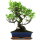 Ficus, Bonsai, 12 ans, 52cm