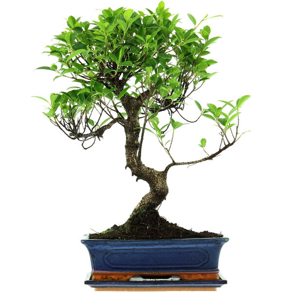 Fico, Ficus, Bonsai, 12 anni, 54cm