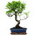 Fico, Ficus, Bonsai, 12 anni, 54cm