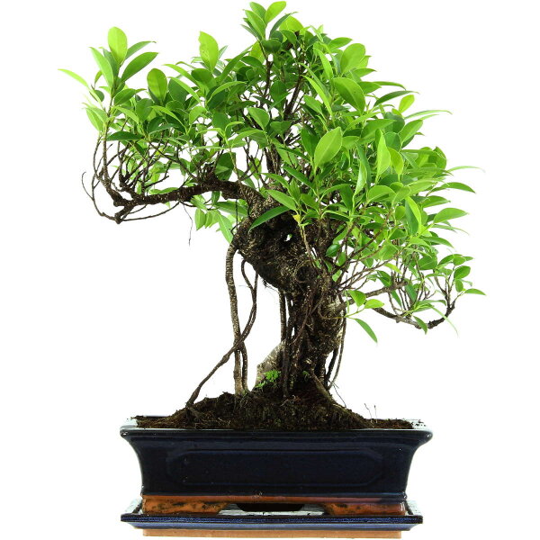 Banyanfeige, Bonsai, 12 Jahre, 48cm