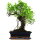 Ficus, Fig tree, Bonsai, 12 years, 48cm