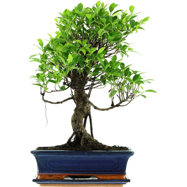 Banyanfeige, Bonsai, 12 Jahre, 52cm