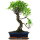 Fico, Ficus, Bonsai, 12 anni, 51cm