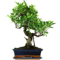 Ficus, Higuera de Banyan, Bonsai, 12 años, 54cm