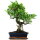 Fico, Ficus, Bonsai, 12 anni, 54cm