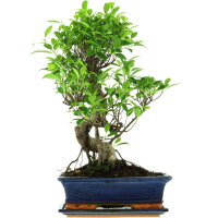 Ficus, Bonsai, 12 letnie, 52cm