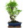 Fico, Ficus, Bonsai, 12 anni, 52cm