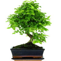 Ligustro chino, Bonsai, 11 años, 42cm